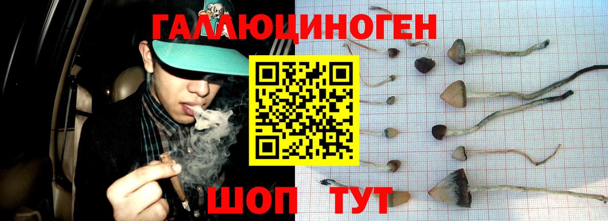 Псилоцибиновые грибы Psilocybe Гай
